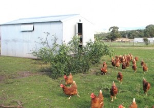 Free Range Hens