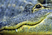 Alligator