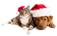 Christmas Cat and Dog